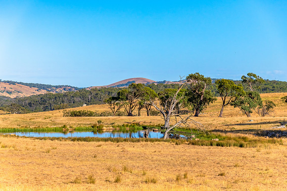 Dry Summer Countryside in the Southern Tablelands