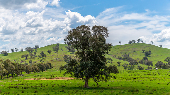 Tranquil Spring countryside in the Central West of NSW