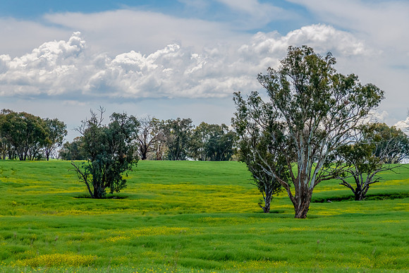 Tranquil Spring countryside in the Central West of NSW