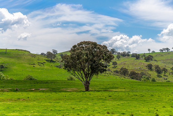 Tranquil Spring countryside in the Central West of NSW