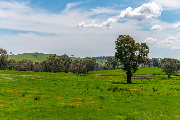 Tranquil Spring countryside in the Central West of NSW
