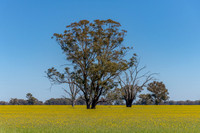 Scenic countryside and canola fields around Lake Rowan