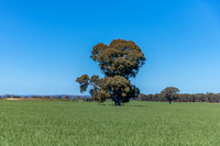 Rural countryside around Glenrowan in Victoria