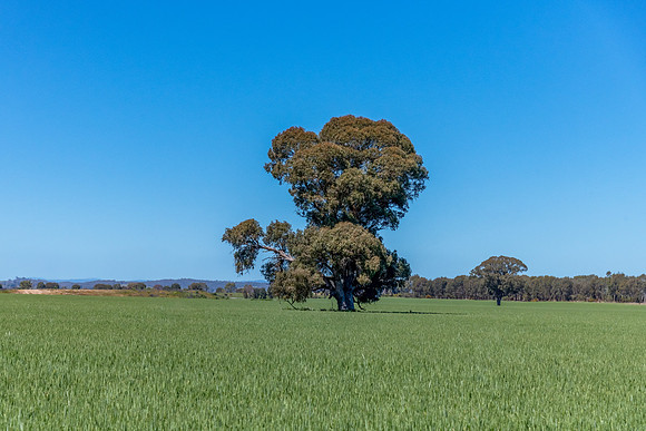 Rural countryside around Glenrowan in Victoria