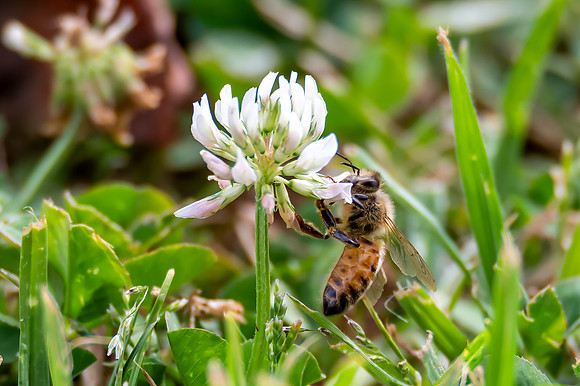 Honey Bee in the white clover