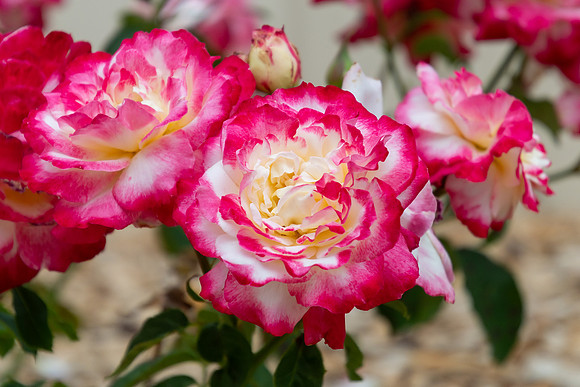 Red and White Double Delight Roses in a Summer Garden