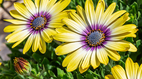 Osteospermum Blue Eyed Beauty flowers in the garden