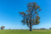 Scenic countryside around Lake Rowan in Victoria