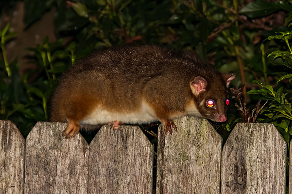 Ringtail Possum on the fence with pink eye shine