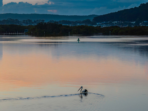 Soft and subtle sunrise waterscape over the bay with pelican