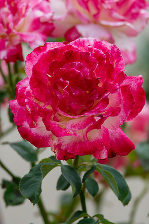 Red and White Double Delight Roses in a Summer Garden