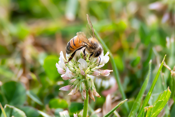 Honey Bee in the white clover