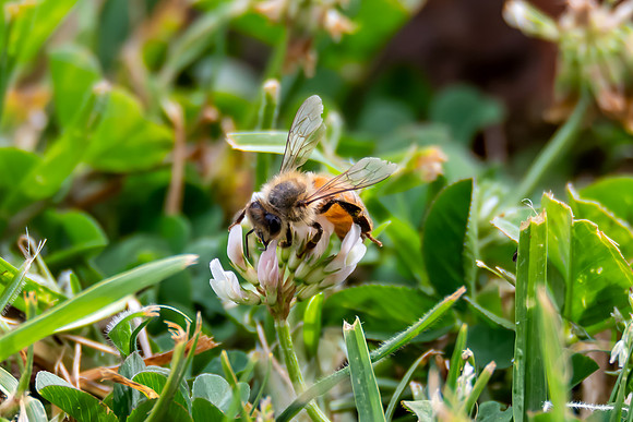 Honey Bee in the white clover