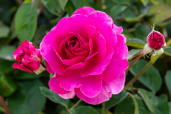 Pink Rose  blooms in a Summer Garden