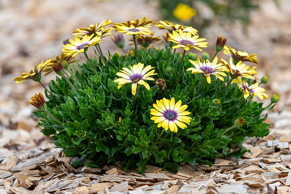 Osteospermum Blue Eyed Beauty flowers in the garden