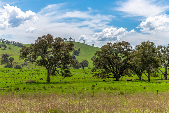 Tranquil Spring countryside in the Central West of NSW