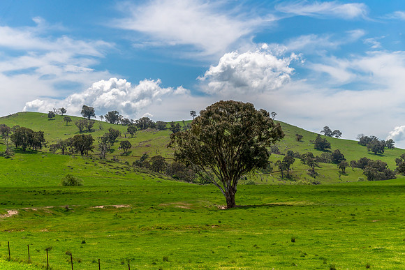 Tranquil Spring countryside in the Central West of NSW