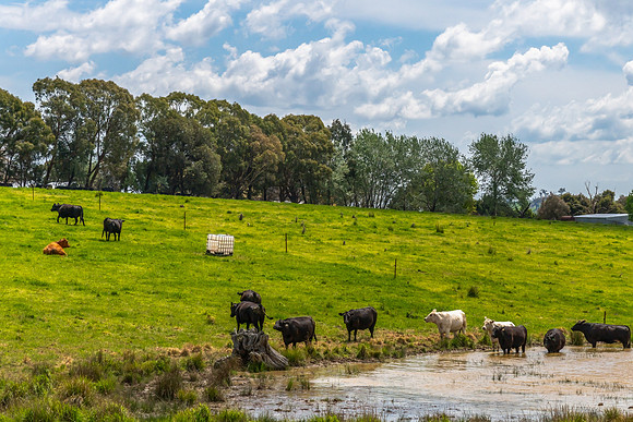 Tranquil Spring countryside in the Central West of NSW