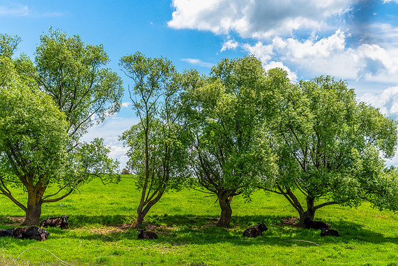 Tranquil Spring countryside in the Central West of NSW