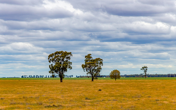 Clouds over the golden pastures in the Riverina countryside