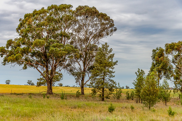 Clouds over the green pastures in the Riverina countryside
