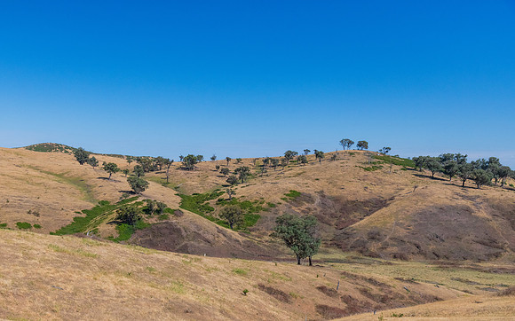 Summer's fields in the Upper Lachlan Shire countryside