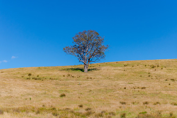 Summer's fields in the Upper Lachlan Shire countryside