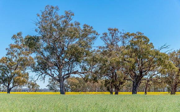 Scenic countryside and canola fields around Lake Rowan
