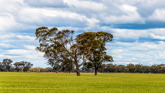Clouds over the green pastures in the Riverina countryside