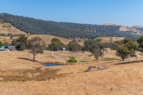 Summer's fields in the Upper Lachlan Shire countryside