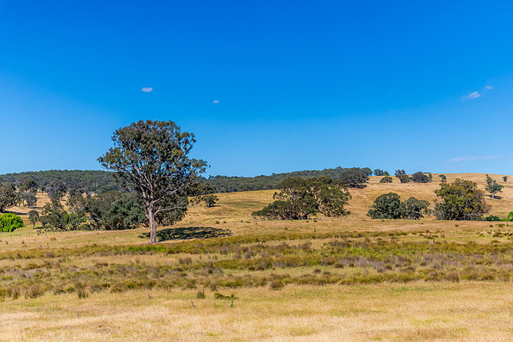 Summer's fields in the Upper Lachlan Shire countryside