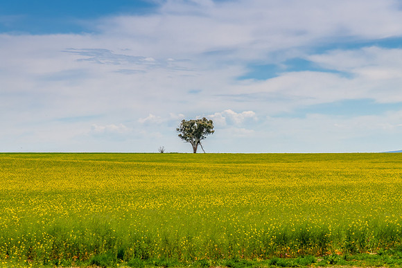 Riverina Countryside in Spring – Canola Field in bloom