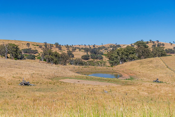 Summer's fields in the Upper Lachlan Shire countryside