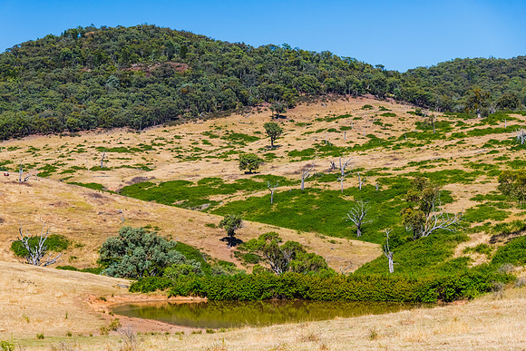 Summer's fields in the Upper Lachlan Shire countryside