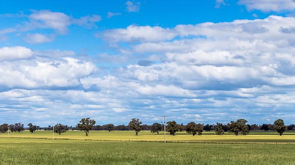 Clouds, gum trees and crops in the Riverina countryside