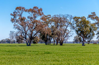 Scenic countryside around Lake Rowan in Victoria