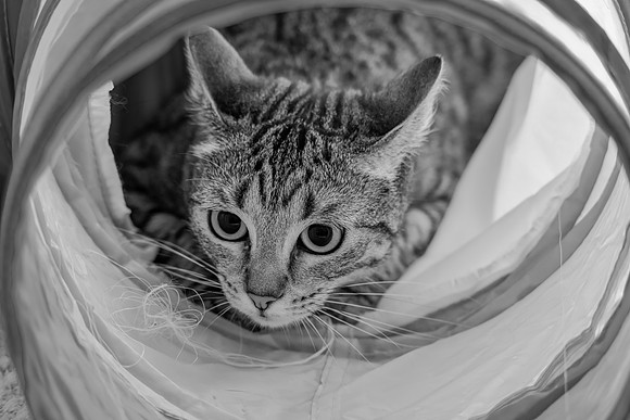 Tabby cat in play tunnel in monochrome