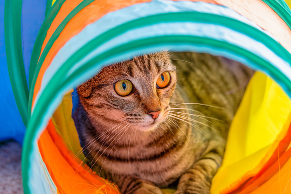 Tabby cat face with beautiful gold eyes