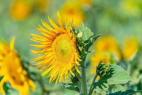 In the Heart of Summer Sunflowers