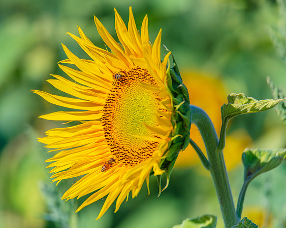 Honey Bees in the Heart of Summer Sunflowers