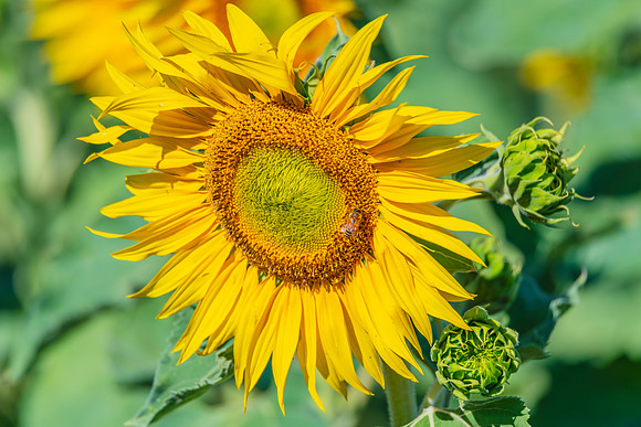 Honey Bees in the Heart of Summer Sunflowers