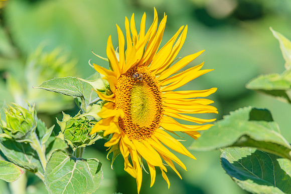 Honey Bees in the Heart of Summer Sunflowers