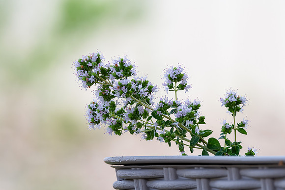 Oregano Flowers in the Summertime