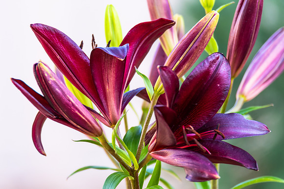 Black Lilium Night Rider Flowers