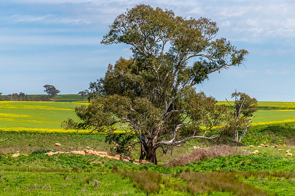 Riverina Countryside in Spring – Lush Fields Under Clouded Ski