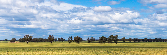 Clouds, gum trees and crops in the Riverina countryside