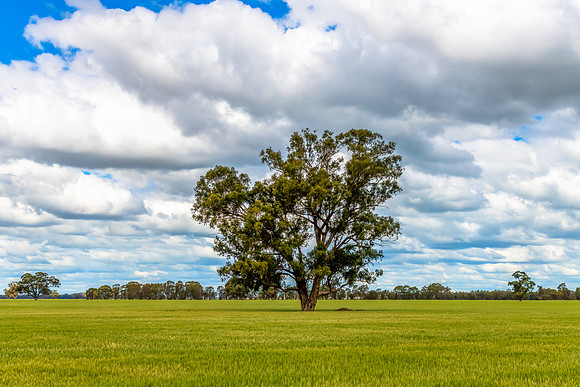 Clouds over the green pastures in the Riverina countryside