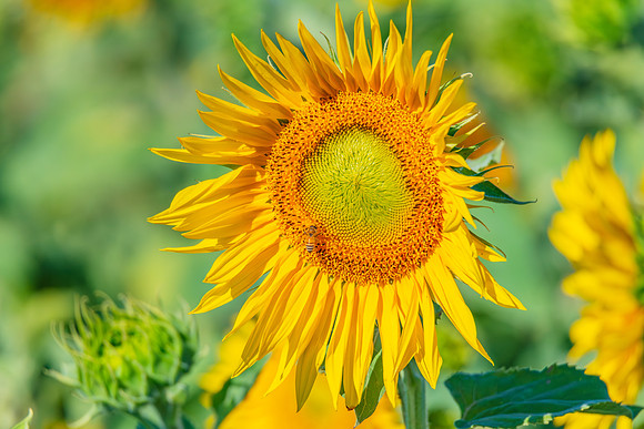 Honey Bees in the Heart of Summer Sunflowers