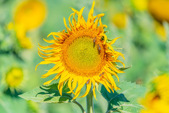 Honey Bees in the Heart of Summer Sunflowers