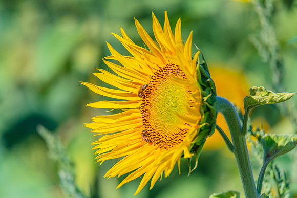 Honey Bees in the Heart of Summer Sunflowers